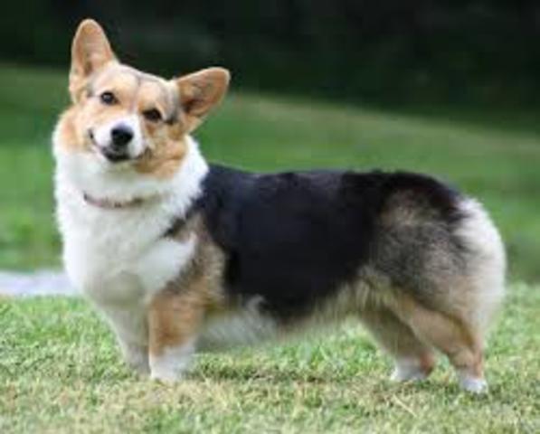 Get my own dog (corgi).