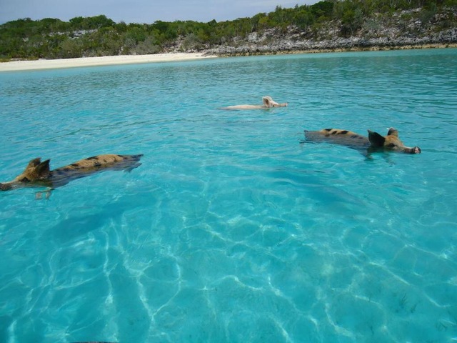 Pictures from the bahamas