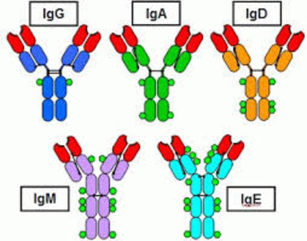 Emil Von Behring y Pfeiffer