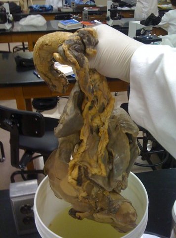 Me grabbing a goat from the trachea