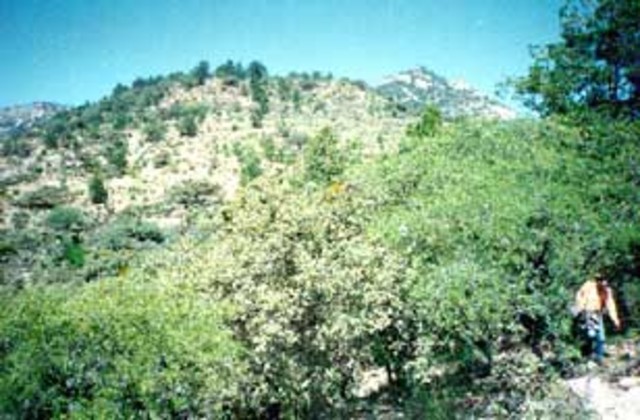 Ejido San Juan Guadalupe