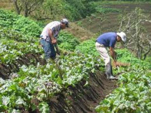 La economía colonial en América II