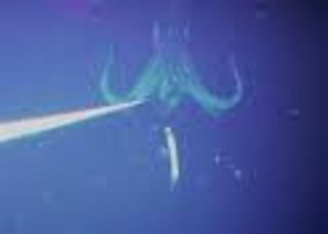 Video Of A Giant Squid Is Captured