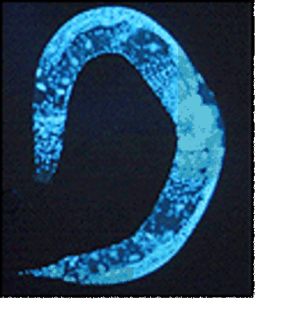 Genome of Roundworm C. elegans Sequenced