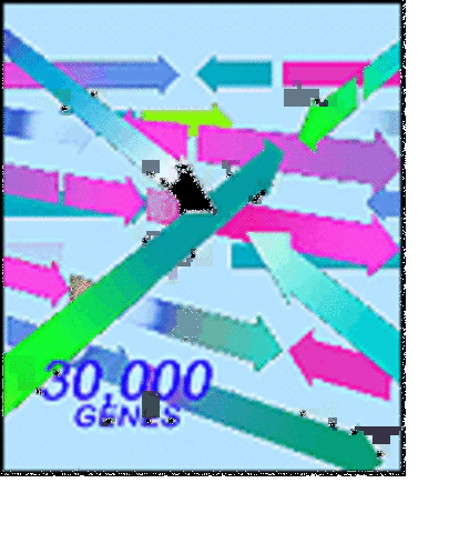 HGP Map Included 30,000 Human Genes