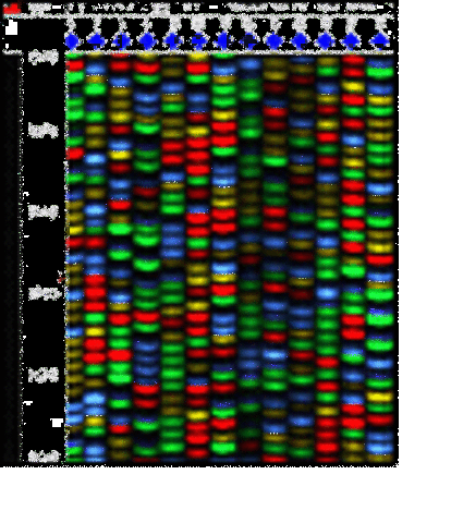 Human DNA Sequence Begins