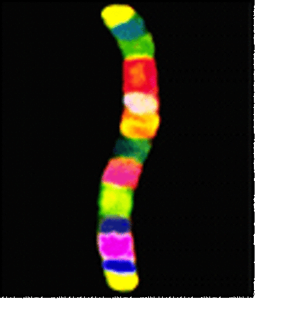 Physical Map of Human Genome Completed