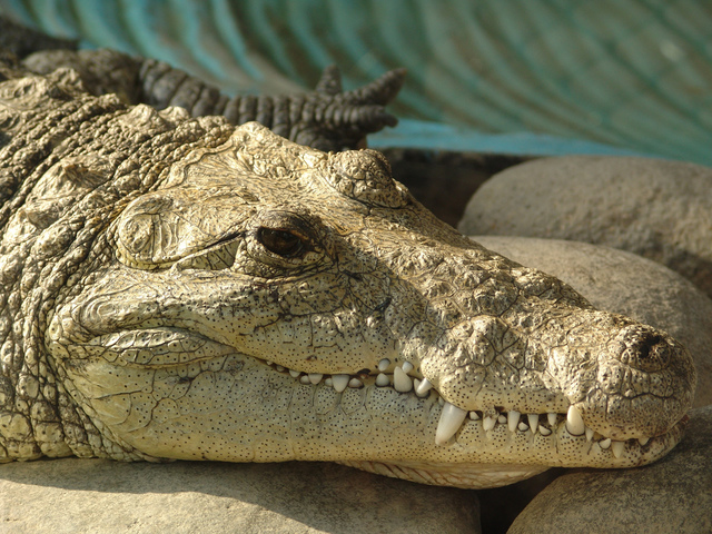 COCODRILO AFRICANO