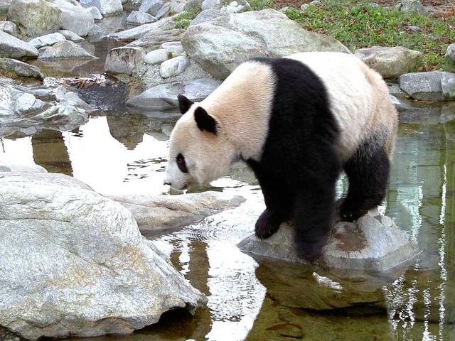 OSO PANDA