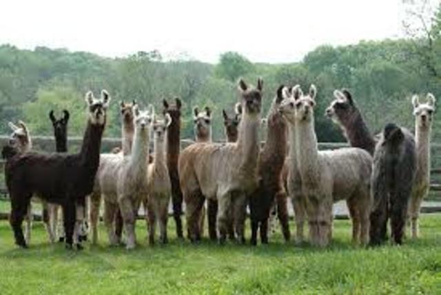 Buying a llama farm