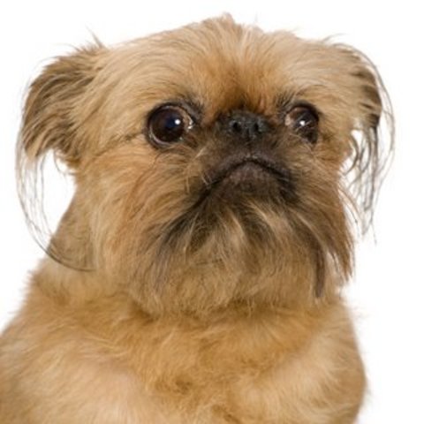 Adopts Rose the Brussels Griffon