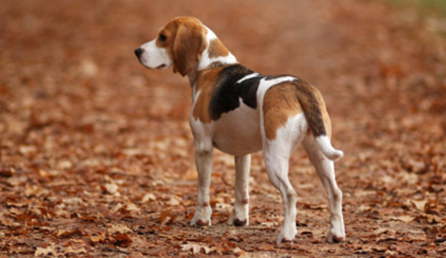 BEAGLE
