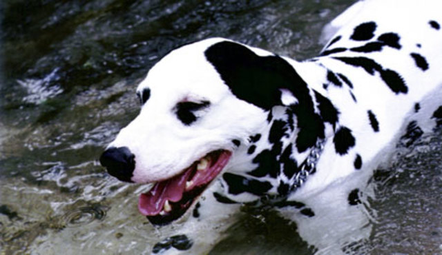 DALMATA