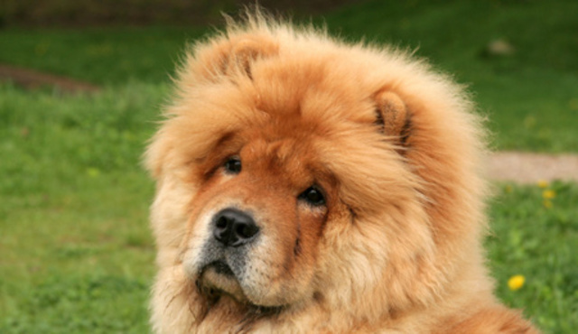 CHOWCHOW