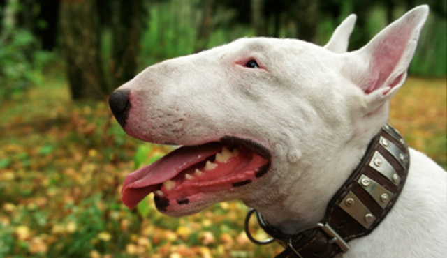 BULL TERRIER