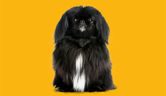 PEKINES