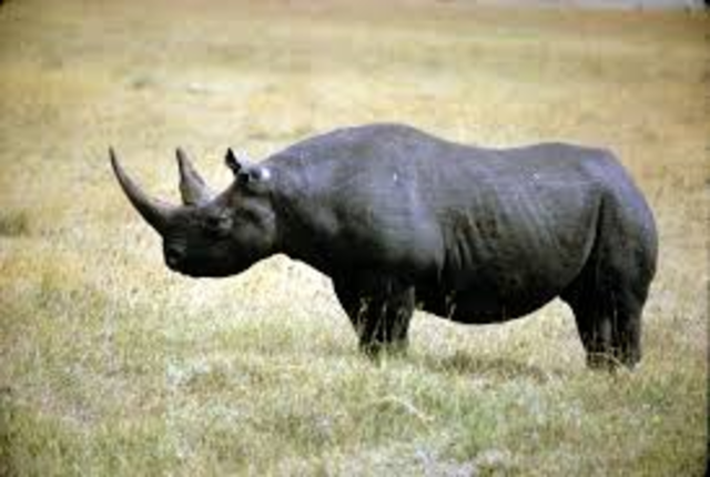 Western black Rhinoceras Extincted (9)