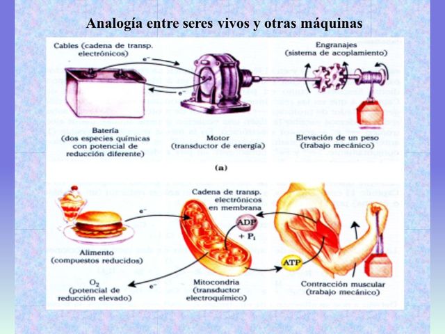 Organimos y maquinas (analogia)