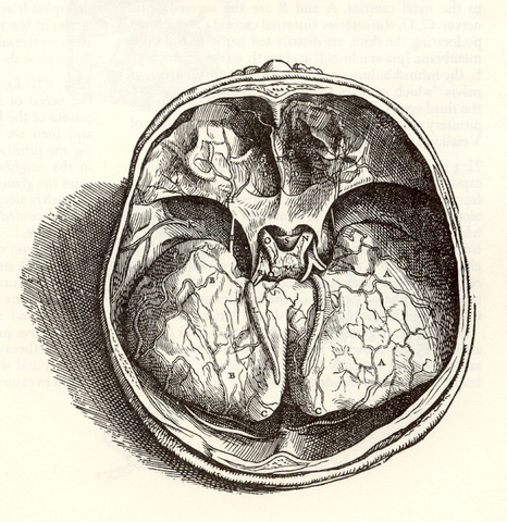 Andres Vesalio y Constanzo Varolio - Italia