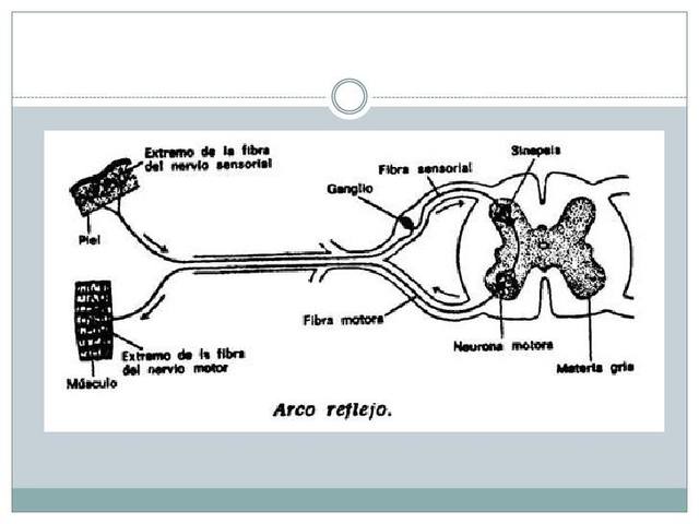 Charles Sherrington - Inglaterra
