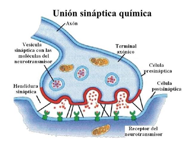 Henry Dale - Inglaterra