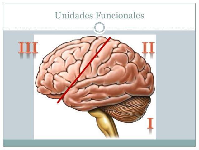 Alexander Luria - Rusia