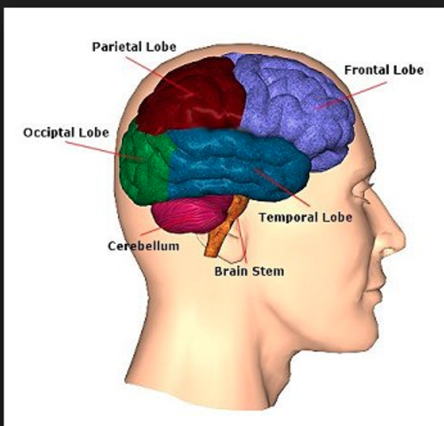 “The magical number seven plus minus two”