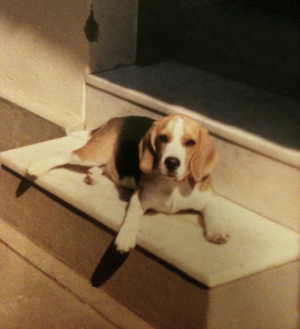 Chegada da cachorra Beagle