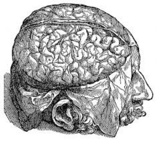 Andreas Vesalio y Constanzo Varolio