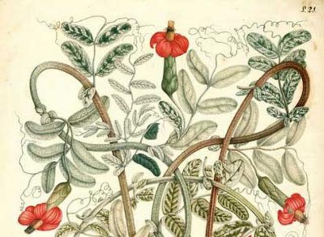 Expedición Botanica