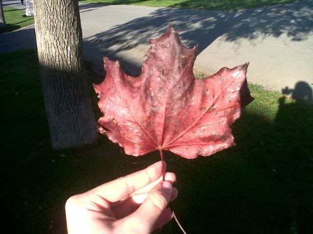 Fiz intercâmbio para o Canadá