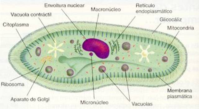 Observacion de diversas celulas