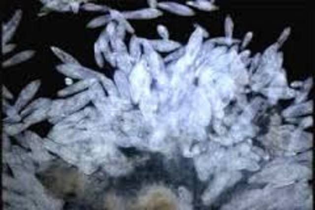 Descripcion de presencias.