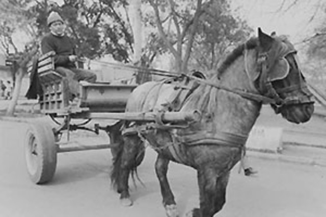 Tranporte de tracción animal