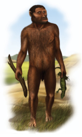 HOMO HABILIS 2.5 MILLONES A.C