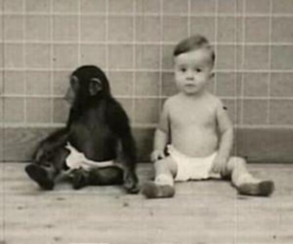 Humans & Chimpanzees