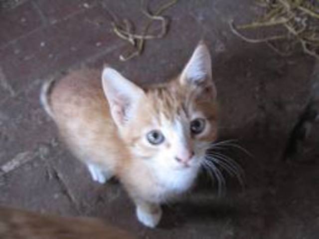 When I got my first cat.