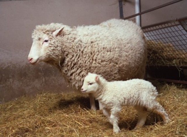 Dolly the Sheep
