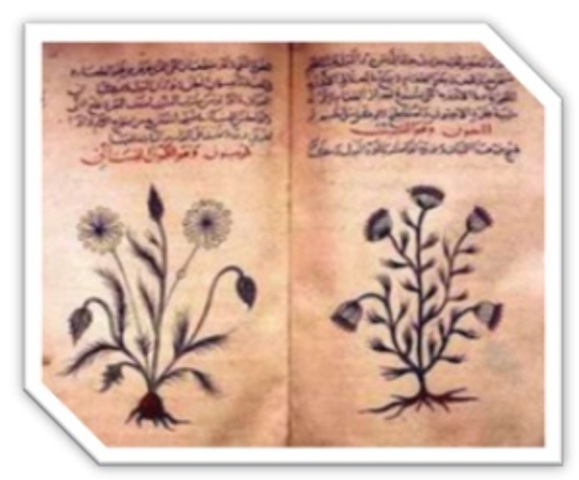 2.2 GUIA DE HIERBAS MEDICINALES. BIBLIOTECA DE AL-HAKAM