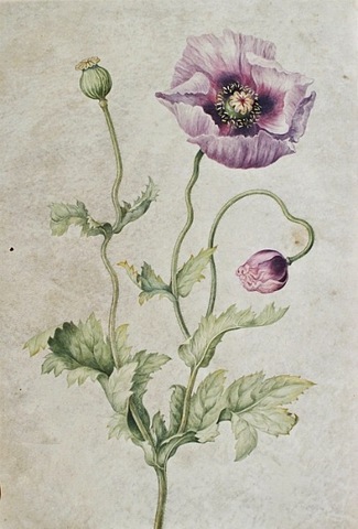 Birth of Johanna Helena Graff