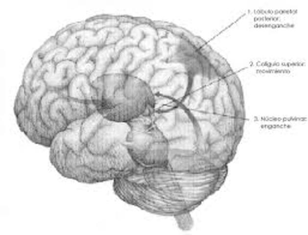 LA ATENCIÓN COMO SISTEMA DE CONTROL DE TUDELA