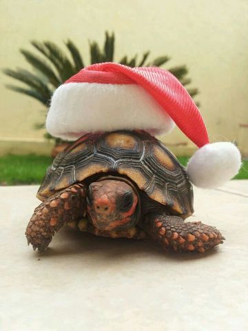 Suzana - A tartaruga