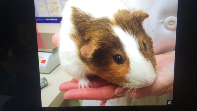 Got my guinea pig