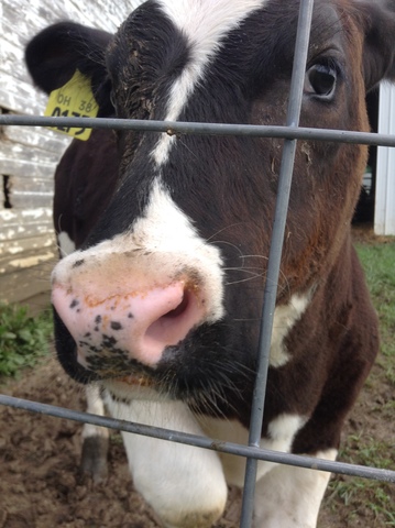 First time taking a dairy feeder to the fair!