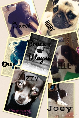 All my favorite dogs <3