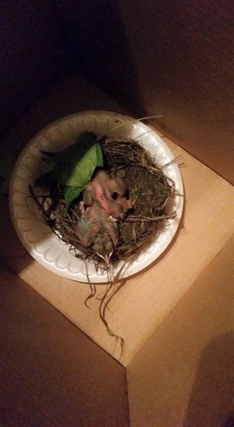 Baby Birds