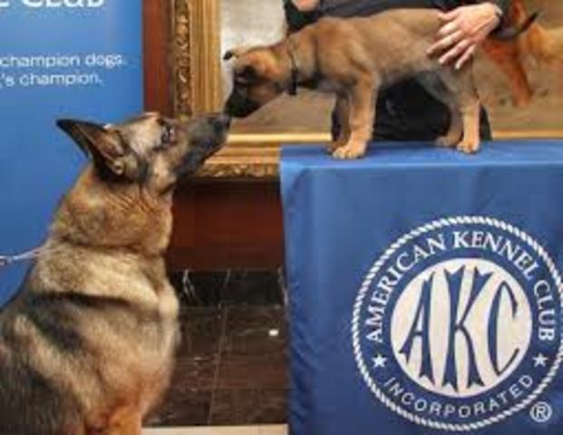 American Kennel Club