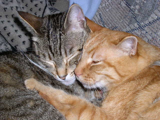 Date of Domestication