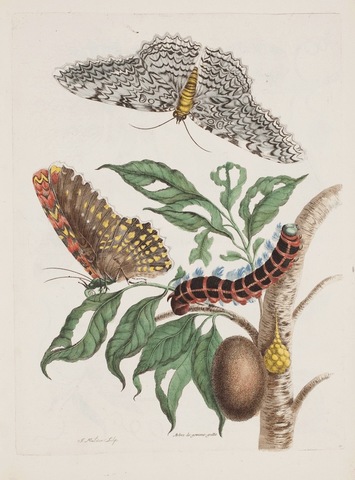 Maria Sibylla starts to breed caterpillars