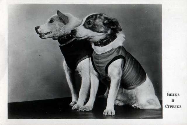 Strelka and Belka